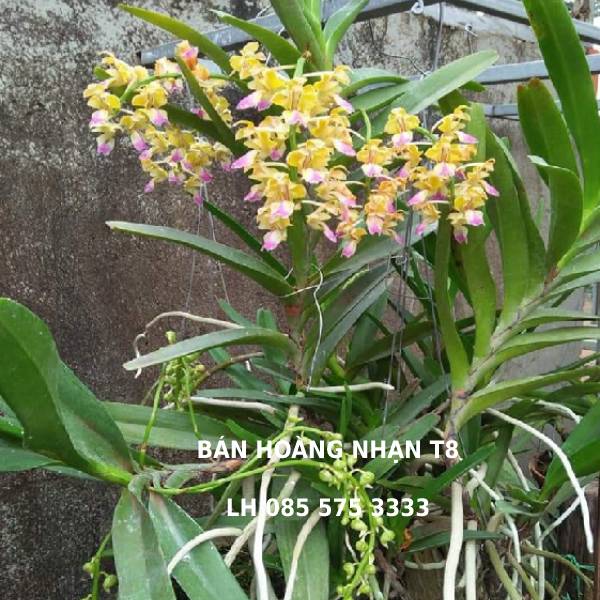 Địa chỉ bán Hoàng Nhạn tháng 8 Gia Lại tại Hà Nội 