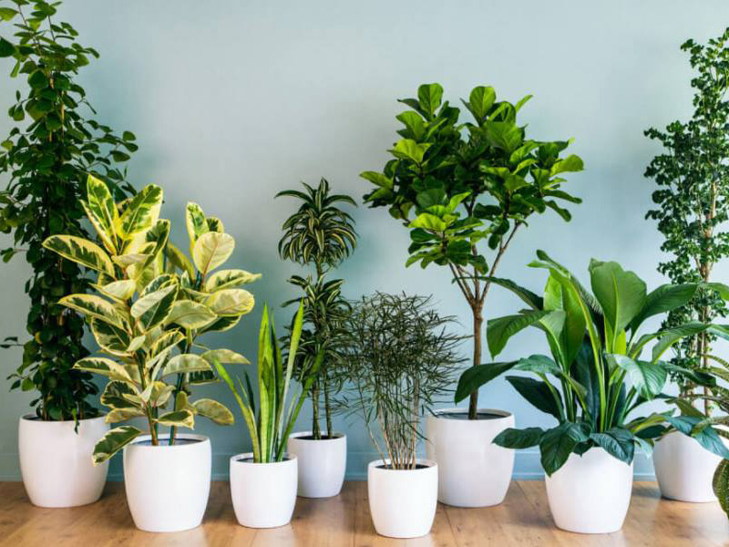 Cây nội thất
