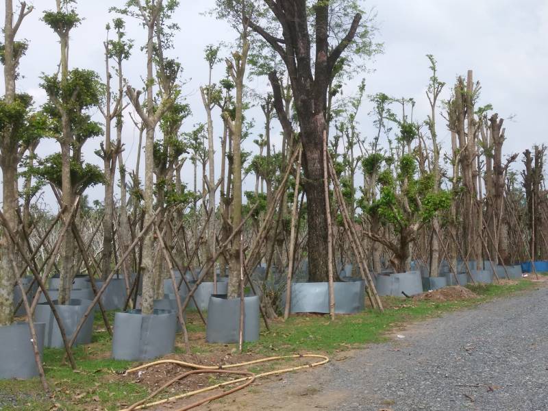 Cây công trình đẹp