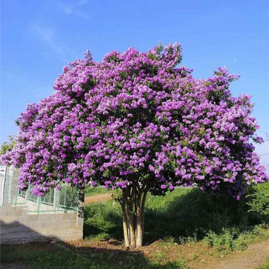 Cây Bằng Lang Tím