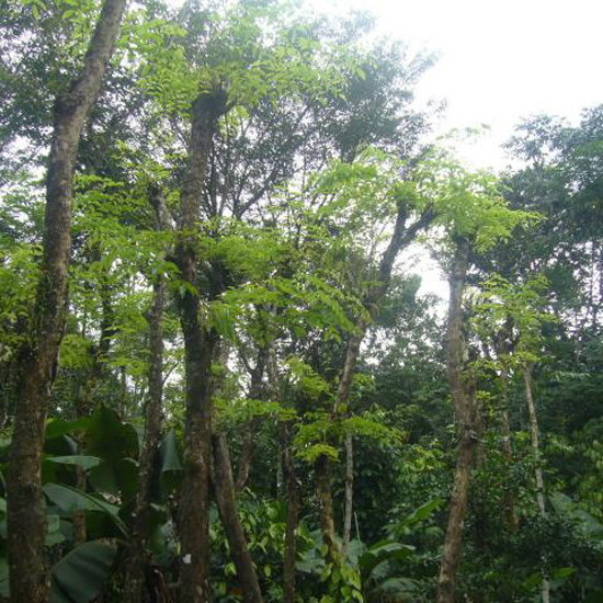 Cây giáng hương rừng